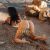 LINA-ATHENS-ESCORT-STARS-6